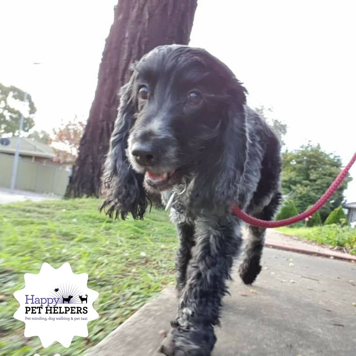 HappyPetHelpers's tweet photo. Lots of waggy tails on these Adventures 💓🐾🐕
#dogwak #dogwalker #dogwalkeradelaide #dogwalking #adelaide #dogsa #dogsofadelaide #smallbusinessowner #HappyPetHelpers #doberman #dobermanpinscher #doby #patterdaleterrier #cockerspaniel #goldenretriever https://t.co/JuH4SDLIRu