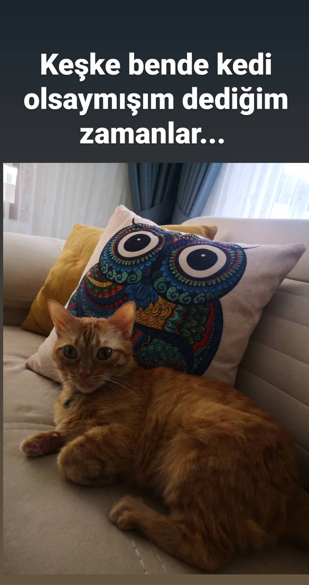 GamzeEdizer's tweet photo. Yaa bu var ya bu sevilesi bişey. https://t.co/15JS2L6b5K