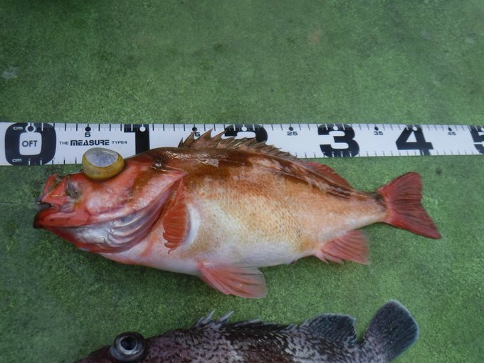 メバルのtwitterイラスト検索結果