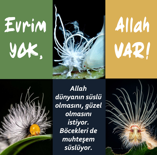 Net_Cevap's tweet photo. EVRİM YOK, ALLAH VAR... https://t.co/OgQZhLOOd6