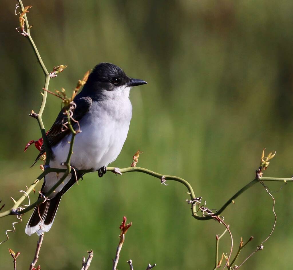 Gotta love the contrast on this tyrant. Taking a break from battling the Red-wings for the top perch. #manometspring2020 @manometcenter #easternkingbird #tyrannustyrannus instagr.am/p/CAp6LtjArJG/
