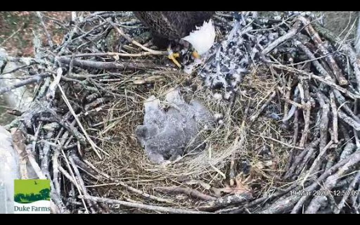 NewJerseyDEP's tweet photo. DEP Snapshot 📸: It’s 1982, Fish & Wildlife Biologists Start N.J. Return of Bald Eagles with Single Chick
There’s a growing family at @DukeFarmsFdn 🦅
📲 Read full post here: https://t.co/RqIFN6hXJy
#DEP50 https://t.co/KmU3IlofR6