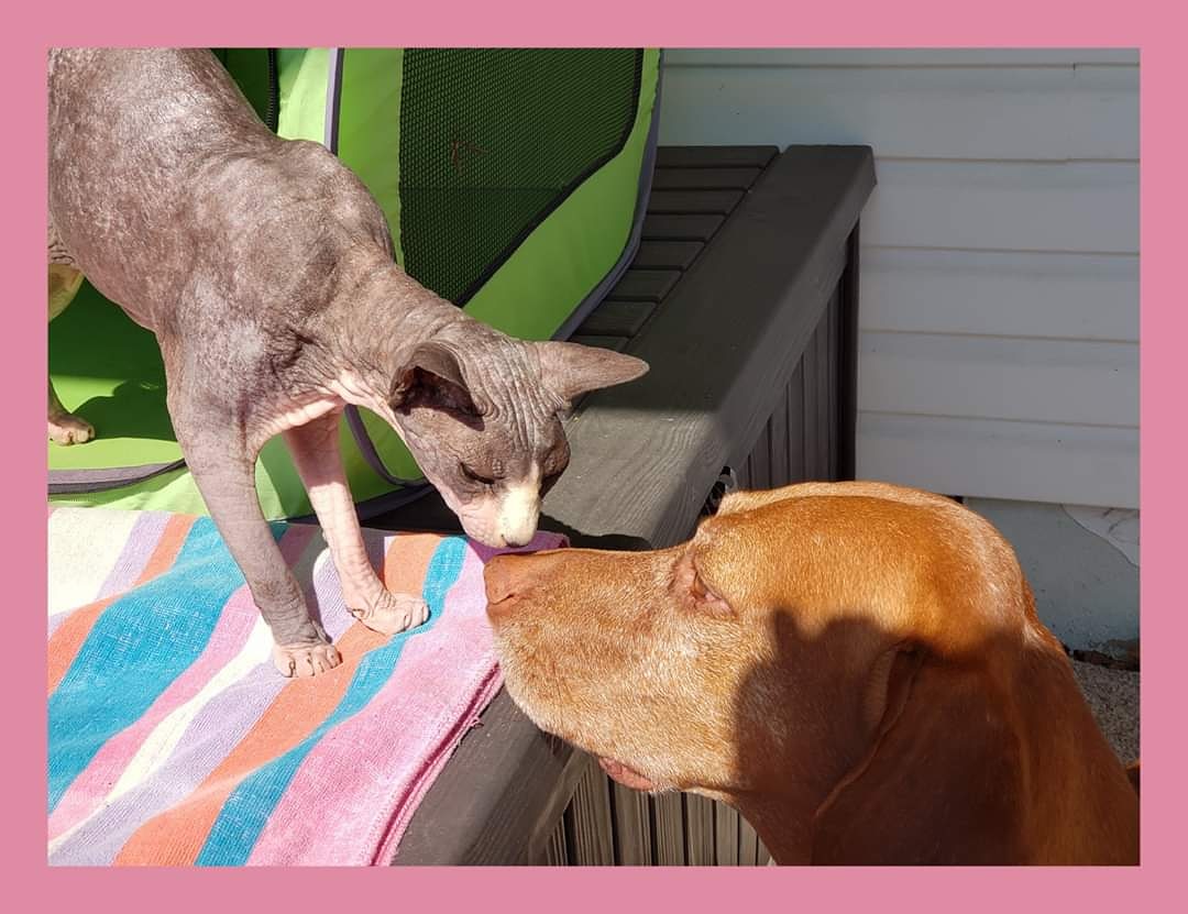 salspalsnj's tweet photo. Atticus &amp; Briar in the yard...
# #dogwalking #gooddogsrule #dogsofgoogle #dogsareawesome #doggydaycare #dogsofinstagram #pawsome #dogwalkingservices #dailydog #dogoftheday #dogsofinta #instagood #petsofinstagram #GarwoodNJ  #MountainsideNJ #westfieldtoday  #downtown_westfield https://t.co/w0w4W4bTLe