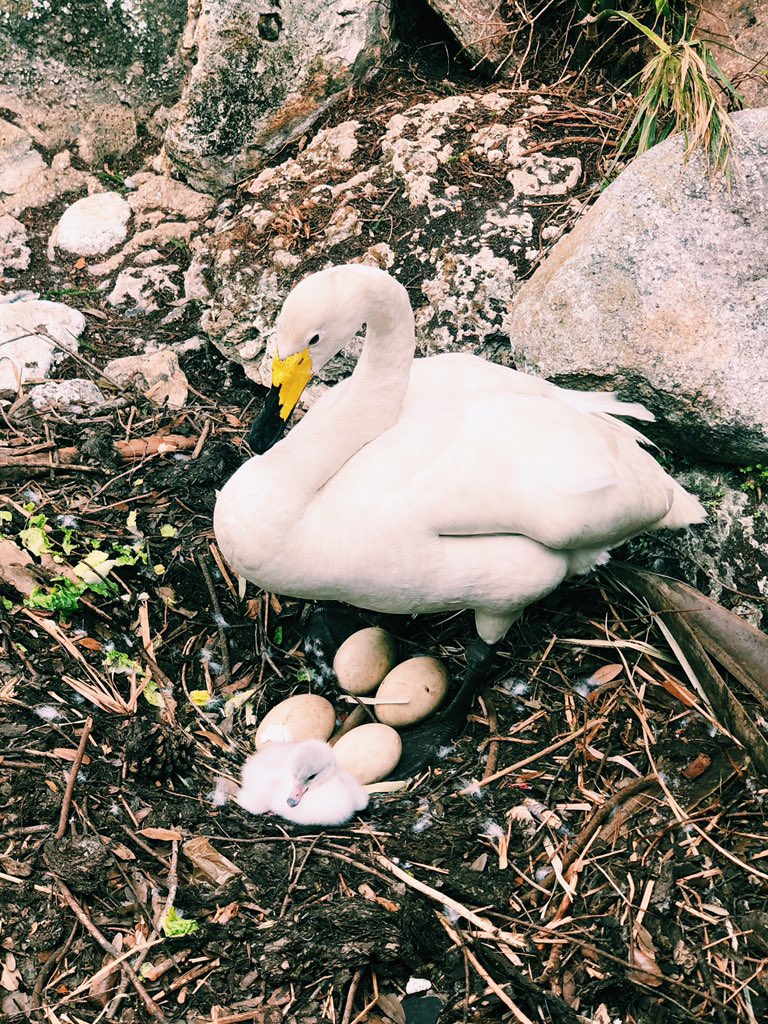 I love the beautiful swans on Lake Eola 🦢💕