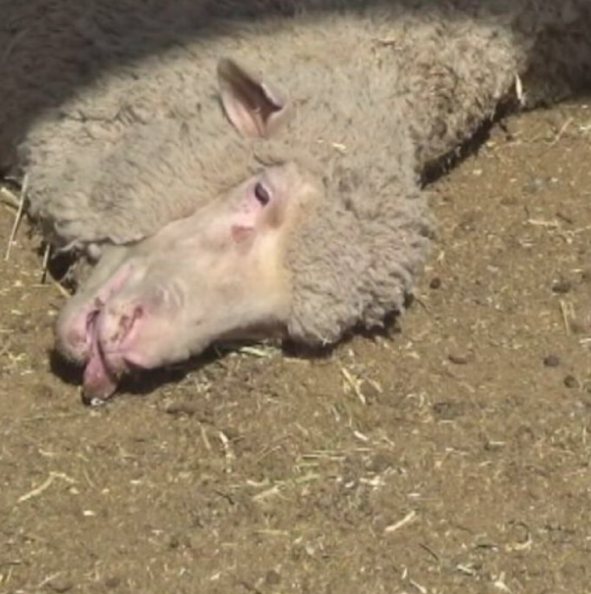 vichygirl's tweet photo. @ShiannonC The #LiveExport industry operates outside the law. We saw that on @60Mins with the exposee of the #AwassiExpress and #EmanuelExports . The industry then tried to pretend the whole thing was rigged. It wasn’t. Sheep aren’t great actors. https://t.co/zWTunkrMmP
