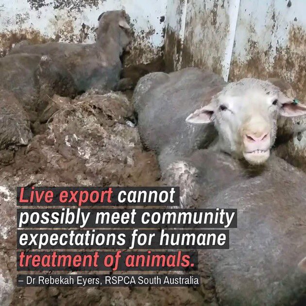 vichygirl's tweet photo. @ShiannonC The #LiveExport industry operates outside the law. We saw that on @60Mins with the exposee of the #AwassiExpress and #EmanuelExports . The industry then tried to pretend the whole thing was rigged. It wasn’t. Sheep aren’t great actors. https://t.co/zWTunkrMmP