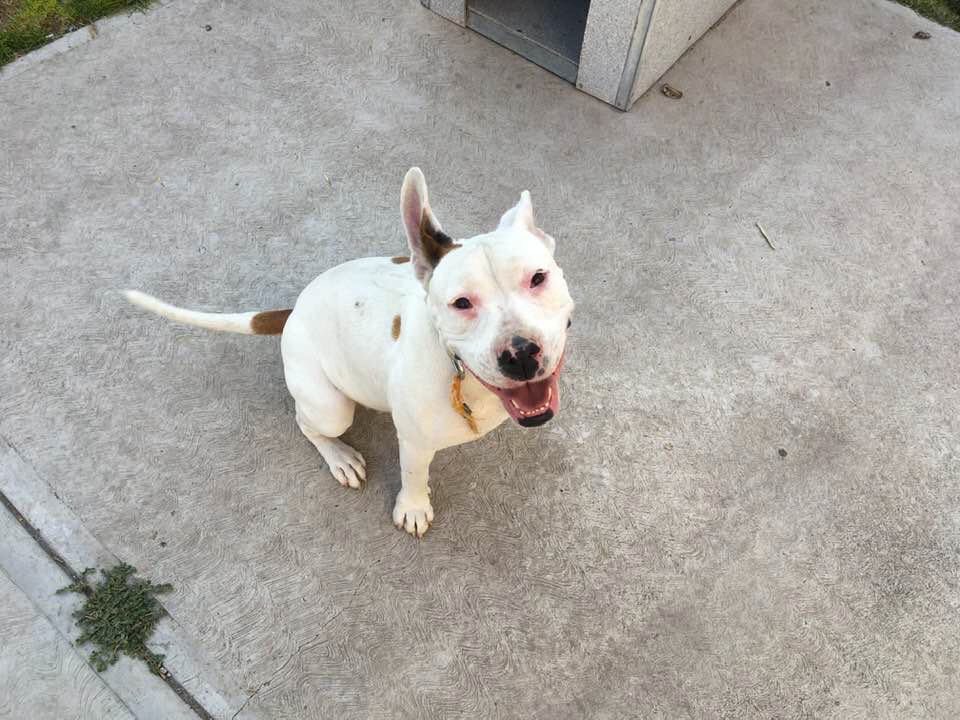 RescateAnimal's tweet photo. Hola a todos! Blanquita sigue buscando a su familia! es ella, alegre, amigable y muy cariñosa. Ha estado sola mucho tiempo y realmente le gusta estar con las personas, acompañar y sentirse acompañada. 

No es para tenerla en azoteas o patios 
Esterilizada y vacunada 5541087345 https://t.co/mVzjrQJxkh