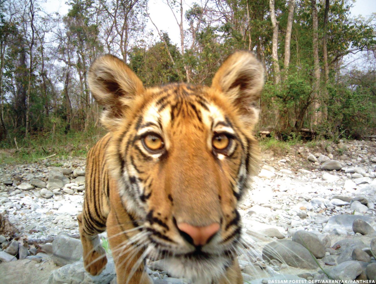 PantheraCats's tweet photo. The Aaranyak-Panthera Team supports rangers on the frontlines to protect #tigers in India’s Manas Tiger Reserve. Working with surrounding communities is integral to protecting the #naturalresources of this area. (1/2) https://t.co/55EmsZaE46