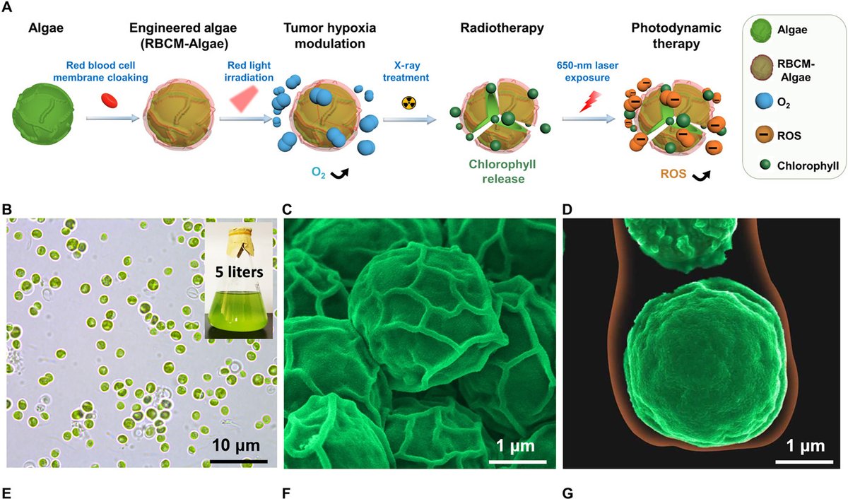 ScienceMagazine's tweet photo. Engineered microalgae delivered to tumor tissue in mice significantly boosted the tumors’ oxygen uptake, making cancer cells more susceptible to radiotherapy and photodynamic therapy. Read more in @ScienceAdvances: https://t.co/L1mt3lI8wX https://t.co/DNS0NhoTi7
