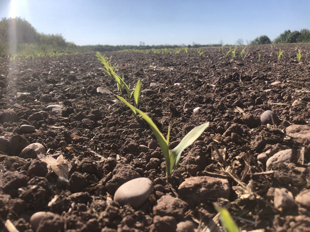 rich_bower's tweet image. We have got #Prestons Holmer team back for a few days to put the first of two digestate applications on the maize 🌽