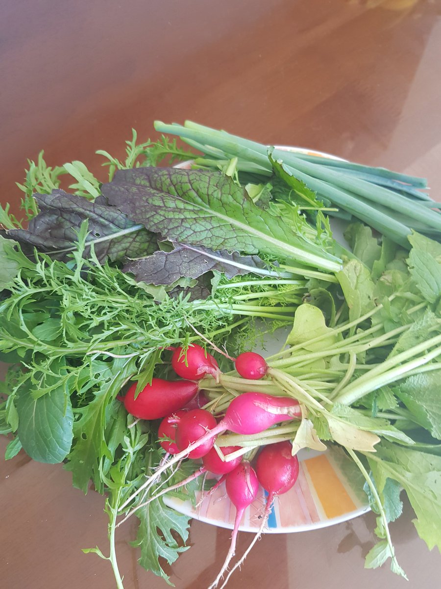 zivvi84's tweet photo. Our first vegetables, spring onions, radishes and mixed salad👌♥️🥬🍅🍓🥕so happy, will have a salad for lunch😂 @DeniseW72209622  @HowardJuniorSch https://t.co/W8eeY0onom