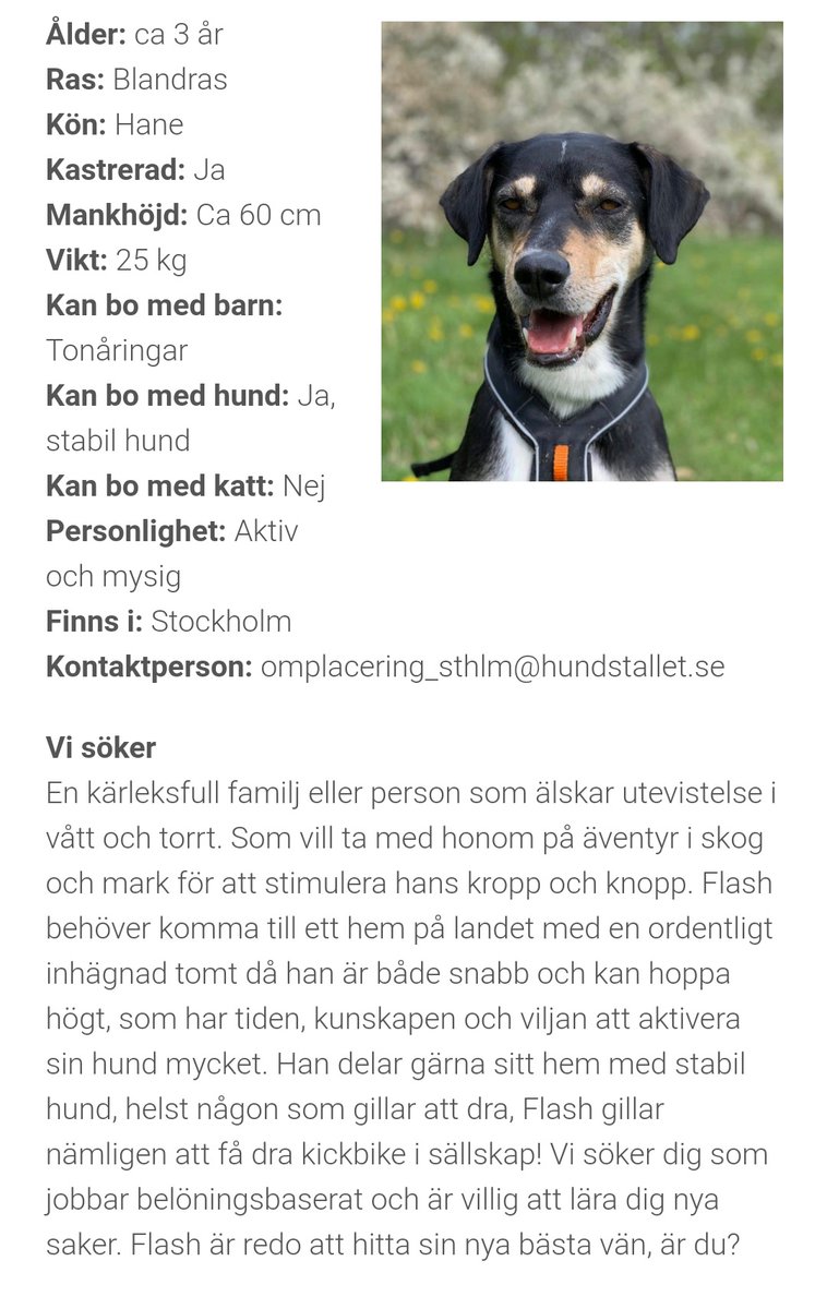 mattiasljungbrg's tweet photo. Flash har suttit på hundstallet i snart ett år. Finns det någon aktiv person där ute som planerar att skaffa hund?
Det är ju stor efterfrågan på valpar just nu, men varför inte ge en andra chans till en hund som inte haft det så lätt i livet? https://t.co/YtGHRI14PE