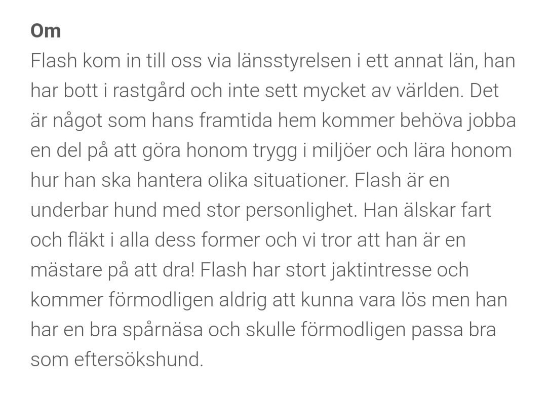 mattiasljungbrg's tweet photo. Flash har suttit på hundstallet i snart ett år. Finns det någon aktiv person där ute som planerar att skaffa hund?
Det är ju stor efterfrågan på valpar just nu, men varför inte ge en andra chans till en hund som inte haft det så lätt i livet? https://t.co/YtGHRI14PE