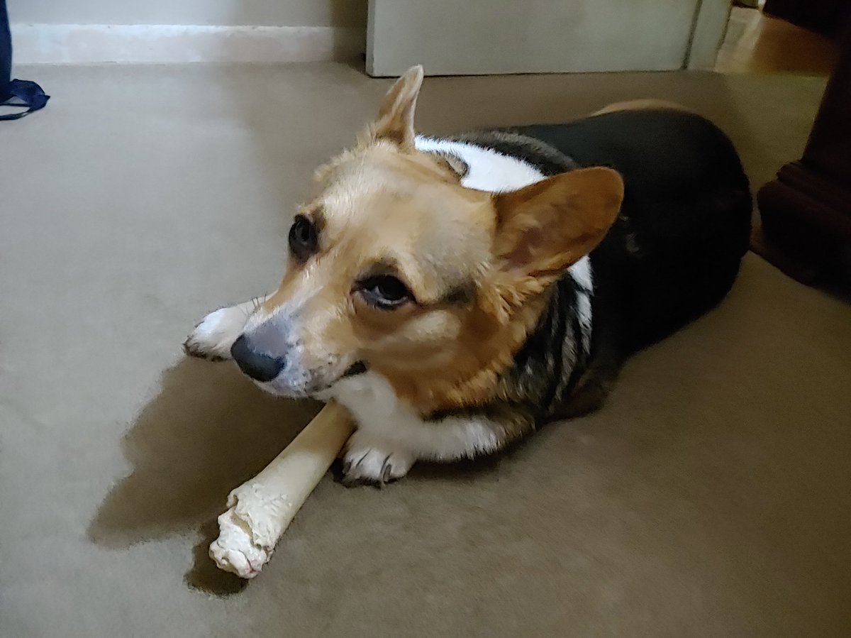 DarlaTheCorgi's tweet photo. https://t.co/bU7UzhYIxy