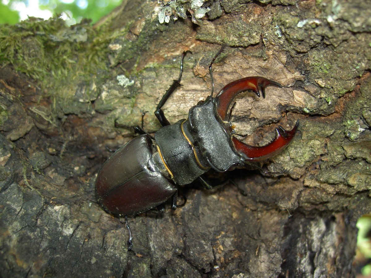 NicklasJansson3's tweet photo. Yesterday the second National call for Stag beetles from the public started in Sweden. First was in 2013. It gave 1760 individual reports and in total 2527 stag beetles. https://t.co/5JvZ8jq3sN

#stagbeetle #saproxylicbeetles #deadwood #naturelovers https://t.co/KmydySDrwM
