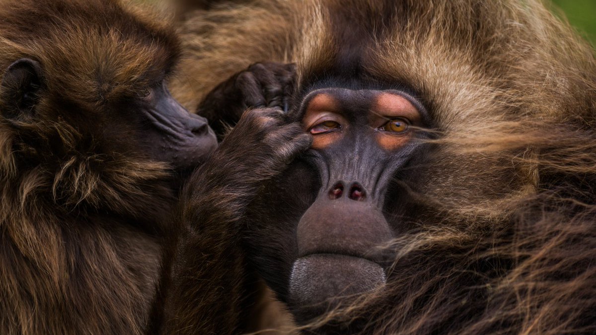 CapsCoalition's tweet photo. Biodiversity Matters – To Human Health, the Economy &amp; to Your Wellbeing:

The world’s 7.6 billion people represent just 0.01% of all living things by weight, but humanity has caused the loss of 83% of all wild mammals &amp; half of all plants.

https://t.co/UZQdazVNlx Via @wef https://t.co/kN9sfvguex