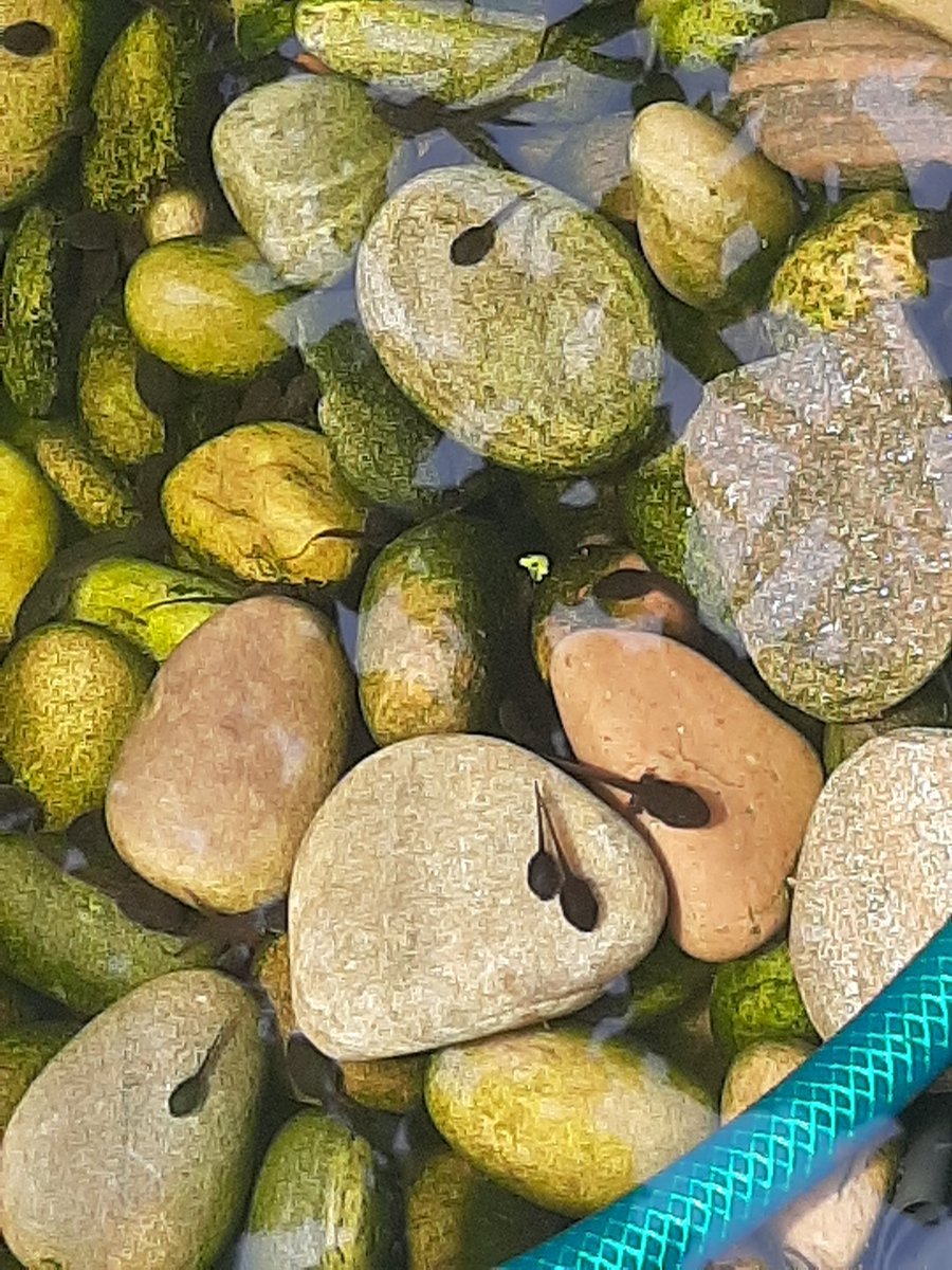 lfitzmoore's tweet photo. @froglifers @wildlife_health @BBCSpringwatch some of my #tadpoles finally got #backlegs. https://t.co/xQpbsI4aU4