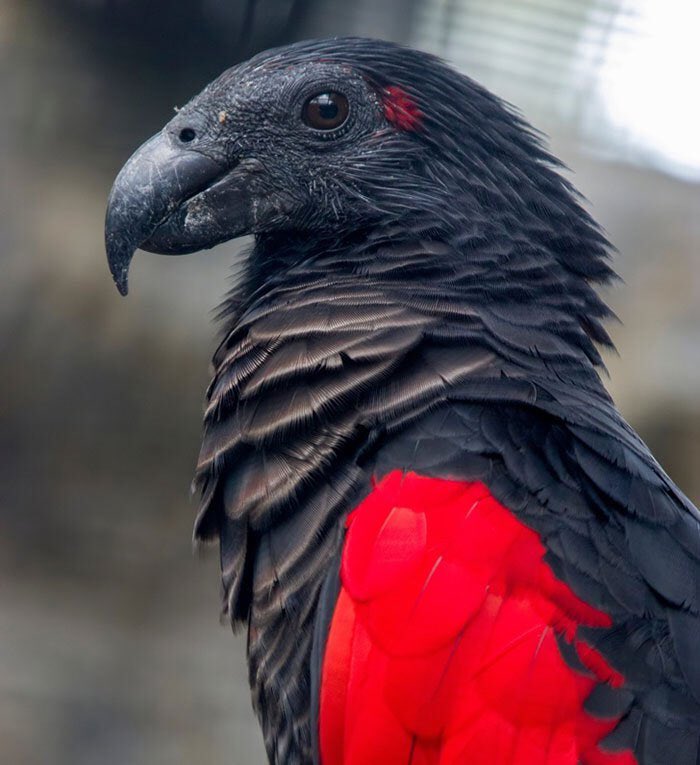 This  #gothic beauty is Pesquet’s Parrot  #aka Dracula ParrotThe only 1 in its genus, it is thought that the vulture-like bare face evolved to avoid feathers becoming matted by the sticky pulp of the fruits they feed on #gothbirds  #MonthlyTweetOff  #WorldDraculaDay