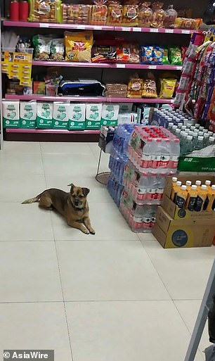 thandojo's tweet photo. Loyal #dog waits at a #Wuhan hospital for 3 months after his owner dies from covid-19
7-yo dog Xiao Bao waited patiently for his owner at Wuhan hospital.Staff at Wuhan Taikang Hospital fed Xiao Bao 
Xiao's owner died 5 days after being admitted https://t.co/H31Ls2Dsrh