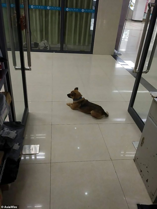 thandojo's tweet photo. Loyal #dog waits at a #Wuhan hospital for 3 months after his owner dies from covid-19
7-yo dog Xiao Bao waited patiently for his owner at Wuhan hospital.Staff at Wuhan Taikang Hospital fed Xiao Bao 
Xiao's owner died 5 days after being admitted https://t.co/H31Ls2Dsrh