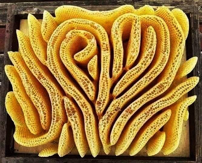 L'apicoltore dimentica di inserire il telaio e le api organizzano così il loro spazio. 

(Questa immagine è così affascinante, che starei a guardarla per ore.)