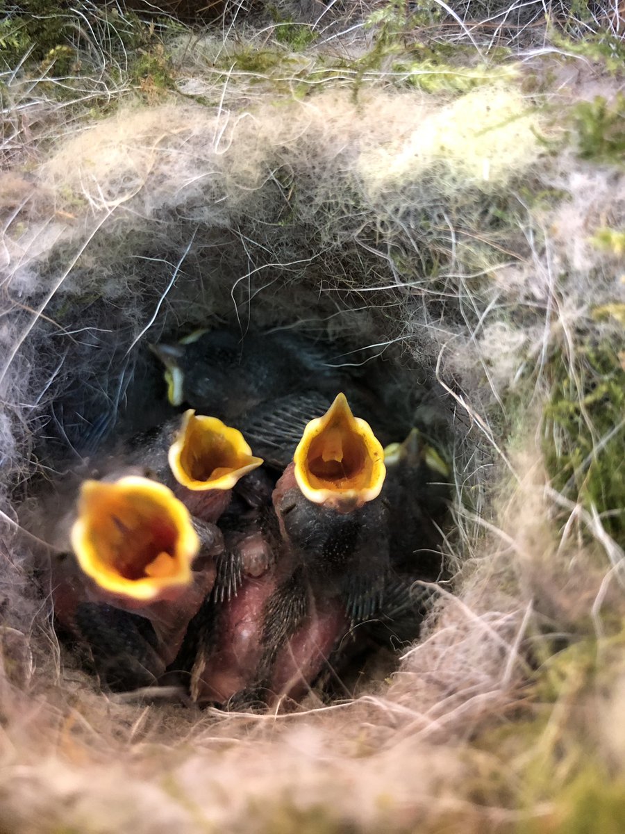 HughFW's tweet photo. On 5th May, I found this Marsh Tit hunkered down in one of my nest boxes. On 12th May, five hungry chicks were doing well. This morning they are almost ready to fledge. Iβm so thrilled!! https://t.co/uSibgENEDM