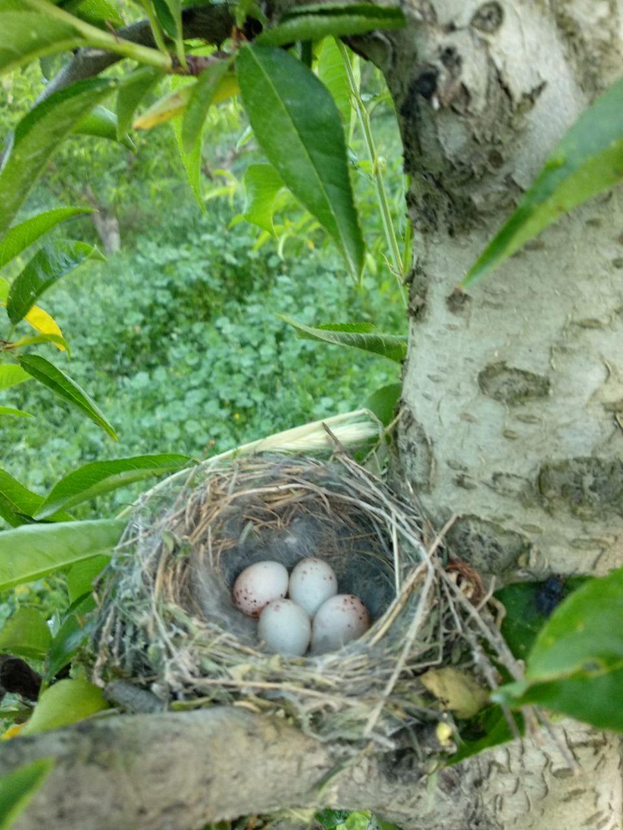 PlaiboFruta's tweet photo. Pronto dejaremos de ver nidos así de llenos de huevos por nuestra finca, ya que están todos como este de jilgueros...
¡a punto de romper el cascarón!
#Somosnaturaleza #AgriculturaRegenerativa #Frenarelcambioclimatico #Plaibo #agroambiental #BajoCinca #PlanetaVivo #EcoRevolución https://t.co/HkLWm8bV5H
