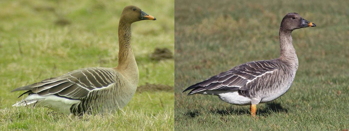 It is not always easy to tell the difference between Taiga and Tundra Bean Goose.In general, the taiga type has a longer beak with a broad orange marking whereas the tundra type has a shorter beak with a reduced orange band on the bill.But what about their genetics?(2/9)