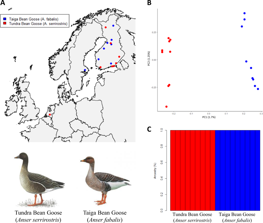 We resequenced the whole genomes of 18 individuals (9 from each taxon) and performed some basic population genomic analyses.PCA and Admixture analyses clearly differentiate between Taiga and Tundra Bean Goose.Case closed? Not so quick!(3/9)