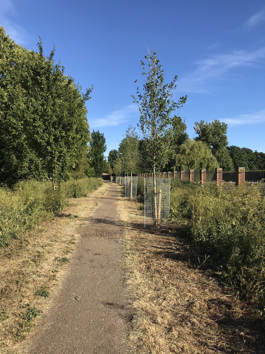 ThamesStrategyKewToChelsea (@tskewtochelsea) on Twitter photo New Elm trees along the Richmond Towpath. Funding was achieved by the <a href="/TSkewtochelsea/">ThamesStrategyKewToChelsea</a> from Tescobagsofhelp.
A good example of the working with the Local community groups in the area and Richmond Council who arranged planting. <a href="/groundworkuk/">Groundwork UK</a> #bagsofhelp <a href="/ThamesPathNT/">Thames Path National Trail</a> New Elm trees along the Richmond Towpath. Funding was achieved by the <a href="/TSkewtochelsea/">ThamesStrategyKewToChelsea</a> from Tescobagsofhelp.
A good example of the working with the Local community groups in the area and Richmond Council who arranged planting. <a href="/groundworkuk/">Groundwork UK</a> #bagsofhelp <a href="/ThamesPathNT/">Thames Path National Trail</a>