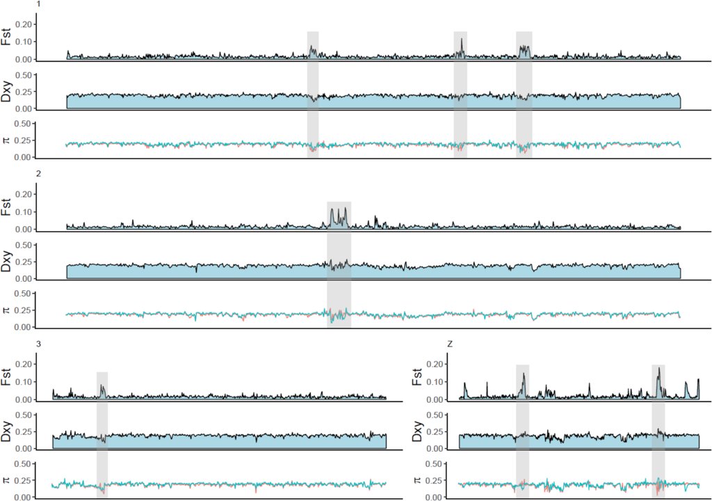 Exploring the genomic landscape of differentiation (based on several summary statistics) revealed that divergence between Taiga and Tundra Bean Goose is concentrated in a few genomic regions, so-called islands of differentiation.(5/9)