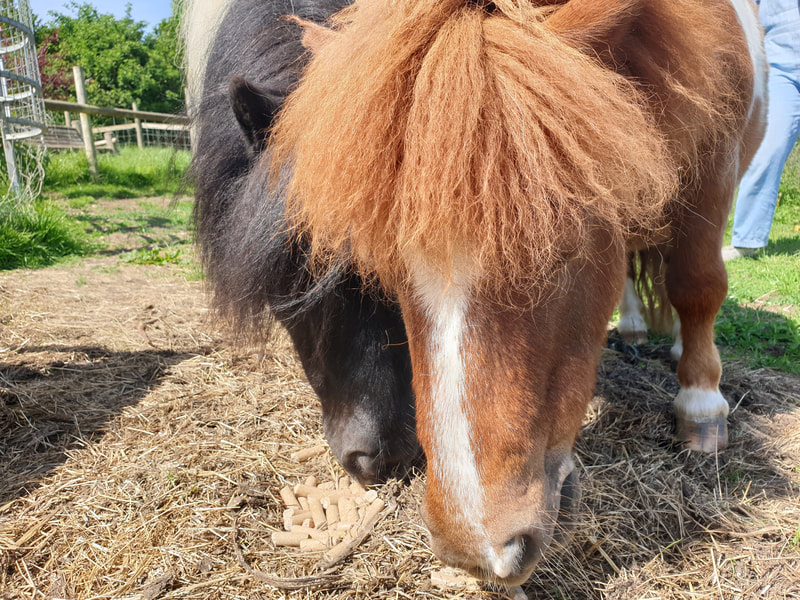 forestimaginatn's tweet image. Take part in #virtualforest Poetry Workshops inspired  @BathCityFarm created @wrywords create an animal shape🐷Write a poem about the animal following the shape: bit.ly/3gqRO8g @houseimaginatn @VisualArtsSW @The_Big_Draw @ace_southwest @64M_Artists @Holburne @RSA_SW 🌳