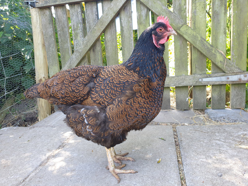 forestimaginatn's tweet image. Take part in #virtualforest Poetry Workshops inspired  @BathCityFarm created @wrywords create an animal shape🐷Write a poem about the animal following the shape: bit.ly/3gqRO8g @houseimaginatn @VisualArtsSW @The_Big_Draw @ace_southwest @64M_Artists @Holburne @RSA_SW 🌳