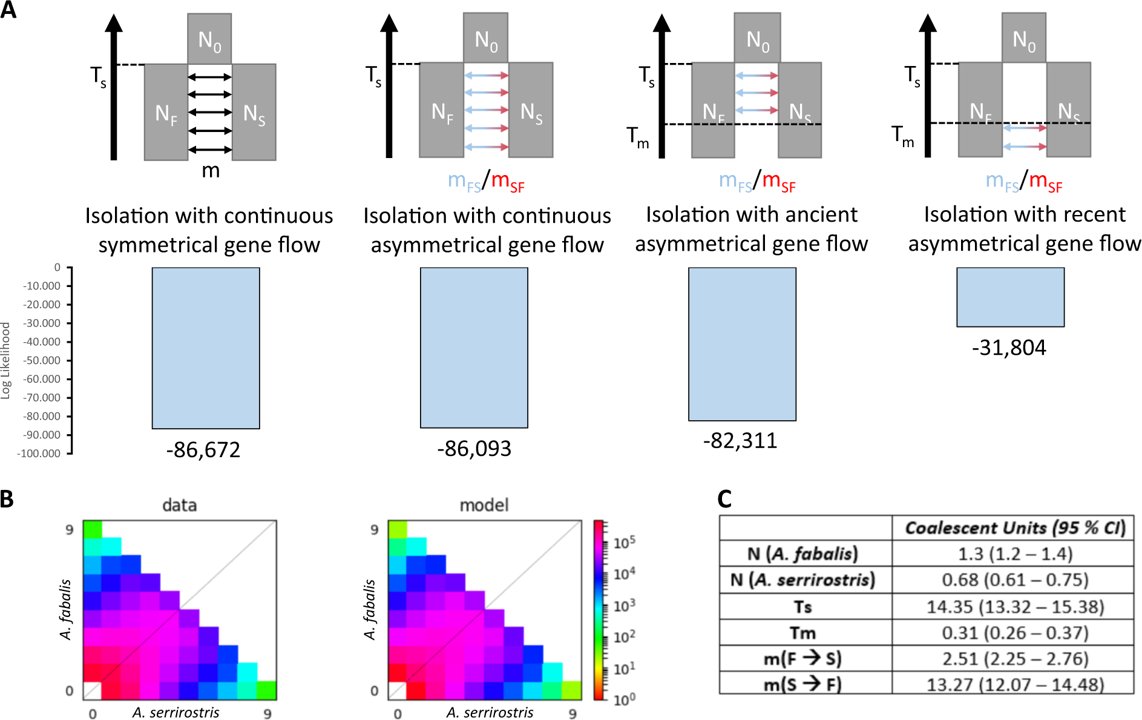 The largely undifferentiated genomic landscape suggests high levels of gene flow. But when did this occur?Demographic modelling (using DADI) indicated that Taiga and Tundra Bean Goose diverged about 2.5 Mya and established secondary contact ca. 60,000 years ago.(7/9)