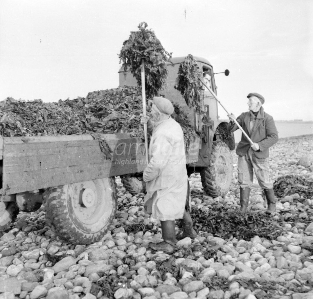 Seaweed, too, is something I'm interested in but had previously not really thought too much about! Here's a great pic I found on  @HighlandHistory again. Look at all that stuff, still today used for fertiliser (a practice my dad passed down to me) (7/8)