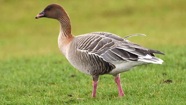 But what about that other member of the Bean Goose complex, the Pink-footed Goose? Where does this goose fit in?That, my friends, is work in progress. Stay tuned for more exciting goose genomics in the near future! (9/9)