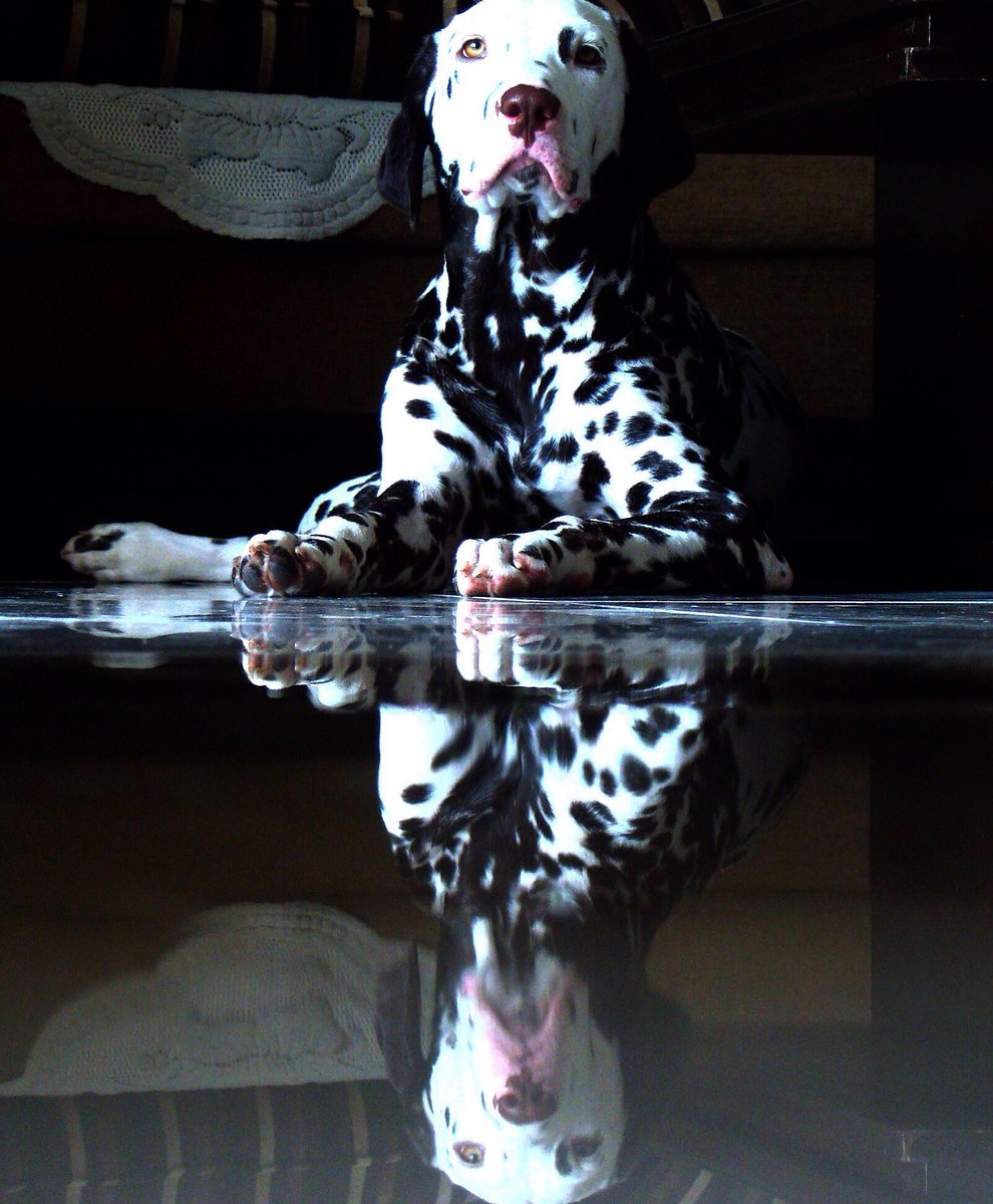 Jy0wl's tweet photo. @jaskirat5rath #Leona #Dalmatian #liverspots she’s always on a diet https://t.co/AK9V5hnMSX