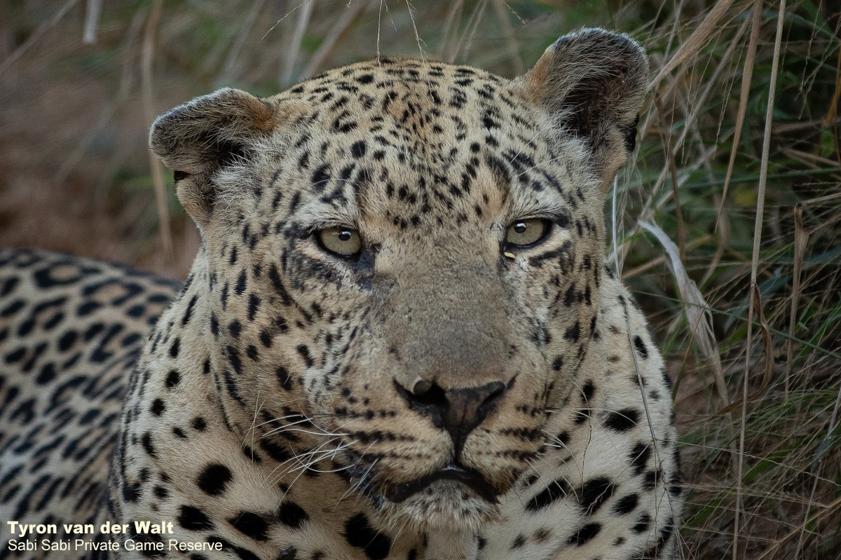 SabiSabiReserve's tweet photo. This older male #leopard was found lying on the road. It was not too long before he moved off into very thick bush to rest before the heat of the day set in. https://t.co/9vLkZ2zASp