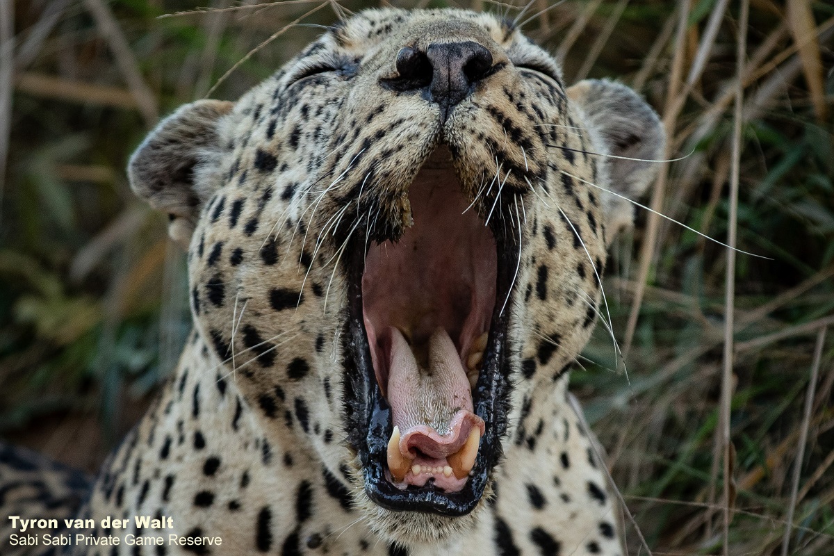 SabiSabiReserve's tweet photo. This older male #leopard was found lying on the road. It was not too long before he moved off into very thick bush to rest before the heat of the day set in. https://t.co/9vLkZ2zASp