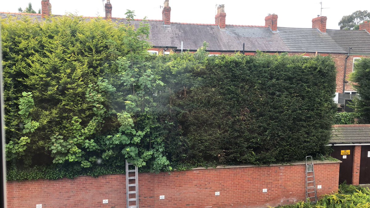 Trees getting their summer body ready #GardenersWorld #diy #summer #beachbody