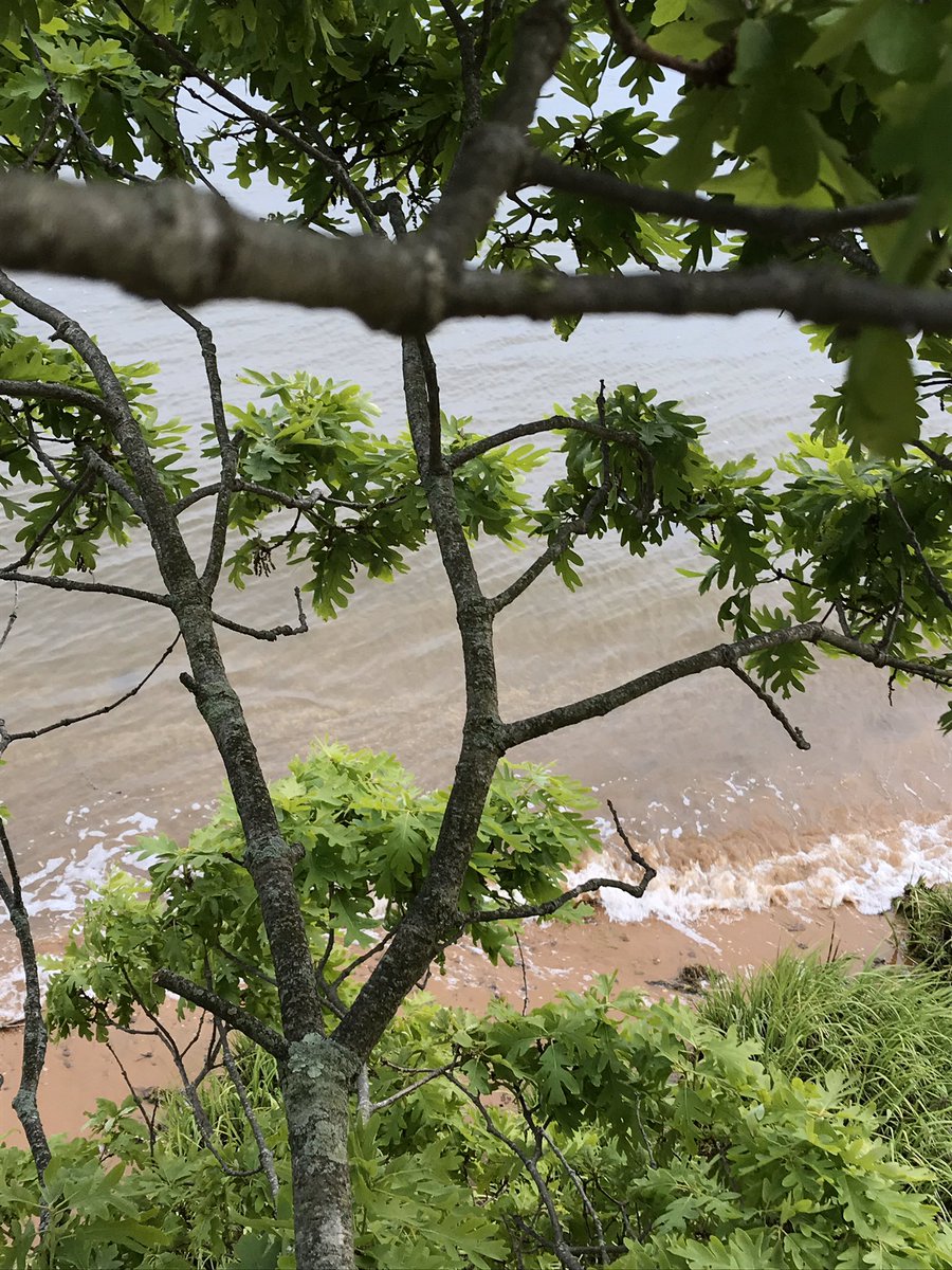 skorminx's tweet image. Thank god for Hartshorne park shits beautiful 😍