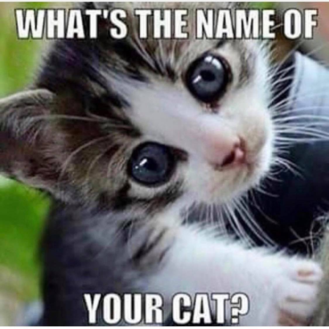 Happy Tuesday. I’ll go first, Dolce. #adoptdontshop #catsonamps