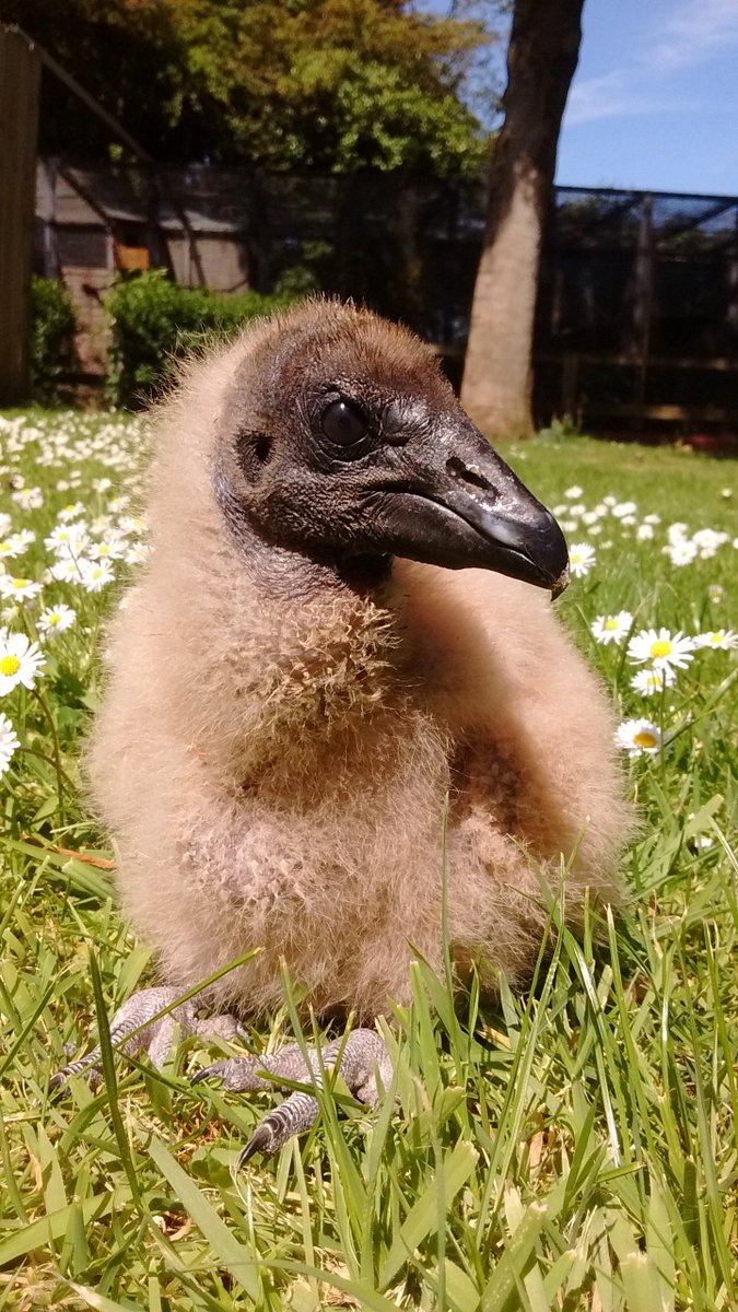 Meet our 2 week old baby black vulture our miracle baby! Hatching against the odds &amp; during #lockdown  he was stuck inside his egg &amp; had to be chipped out! A real little fighter we have named him #fraggle #vulture #birdofprey #redcar #Northeast