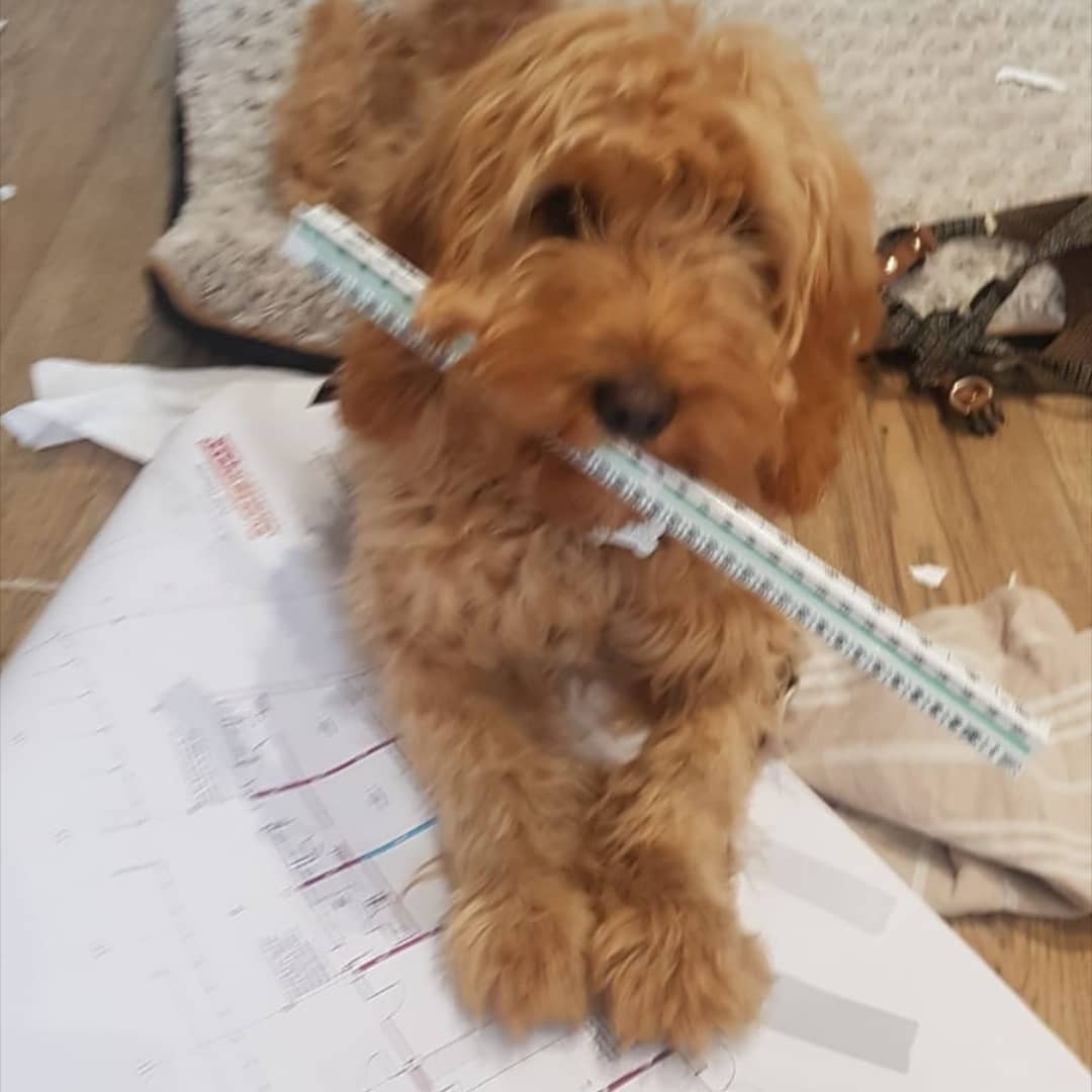 BurgessProjects's tweet image. Looks like Burgess Projects have a new estimator.

The joys of working from home!

Anyone else having this problem? 

#workingfromhome #burgessprojects #staysafe #carpentry #construction #loftconversions #kitchens #newhomeoffice #cockapoo #puppy #commercial #domestic #renovations