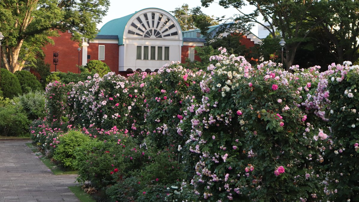 Sasamon99 不具合発生中 港の見える丘公園のバラです 後の建物は大佛次郎記念館です バラ 薔薇 花 港の 見える丘公園 横浜 風景 大佛次郎記念館 Rose At Harbor View Park Rose Flower Harborviewpark Yokohama Kanagawa Japan Landscape