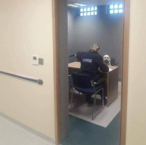 GooleyChris's tweet image. Update about #AmyCooper. Her dog is pressing charges.