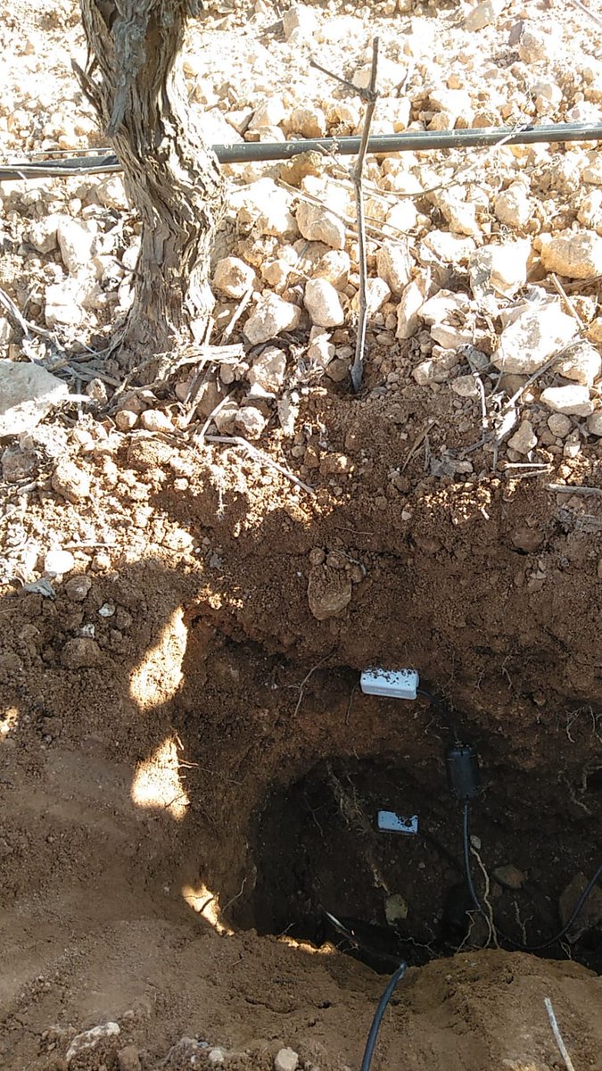 visualNACert's tweet photo. El proyecto #Innobobal sigue adelante, ahora con la instalación de sondas para mostrar cómo realizar un riego eficiente. Un proyecto de @GVAagroambient, @DOUtielRequena, @CoopsAgroCV, @IviaRiegos y #VisualNACert
+ info: https://t.co/jPYBQnw9gk https://t.co/soUUO59y10