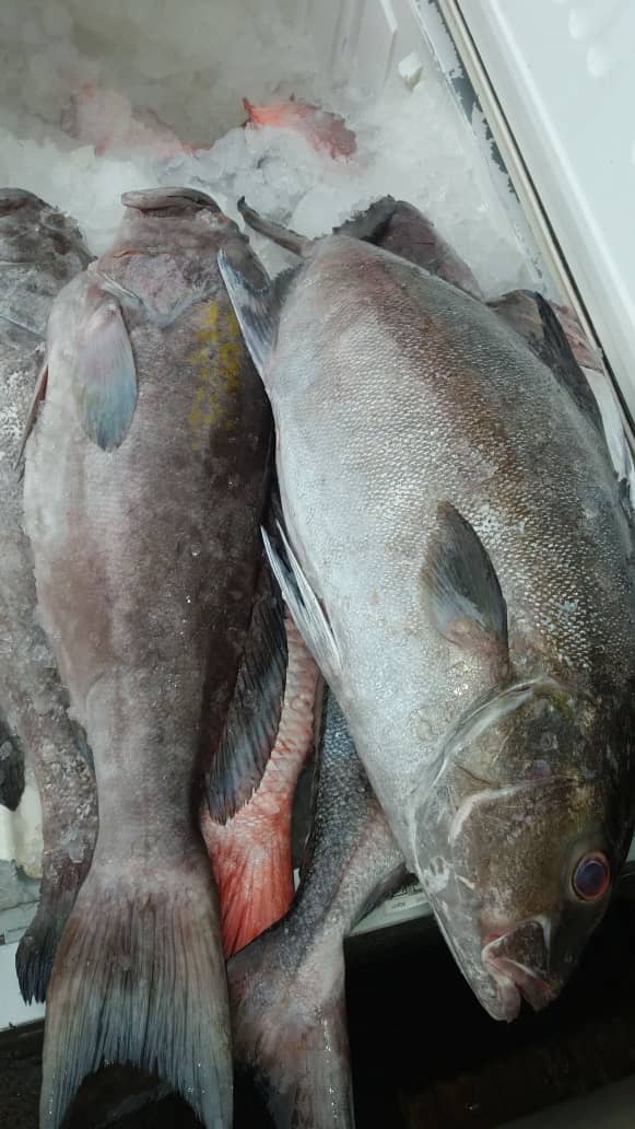 We got grouper of all sizes. Just 45gh/kg
We also make grouper fillets.
Delivery service available. 

#seafoodlovers
#orientalseafood
#grouperfish
#accra
#ghana