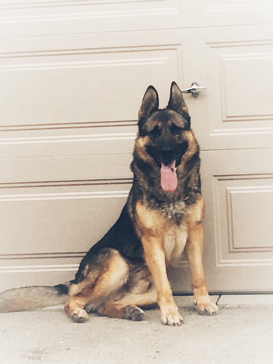 TpsSafety's tweet photo. This is Colt. He is an explosive and firearm detection dog.  Sgt Jon Rose and Colt keep the City of Toronto safe at special events. #germanshepherd #policedog #k9 #detectordog @TPSK9 https://t.co/WY07kvsriG