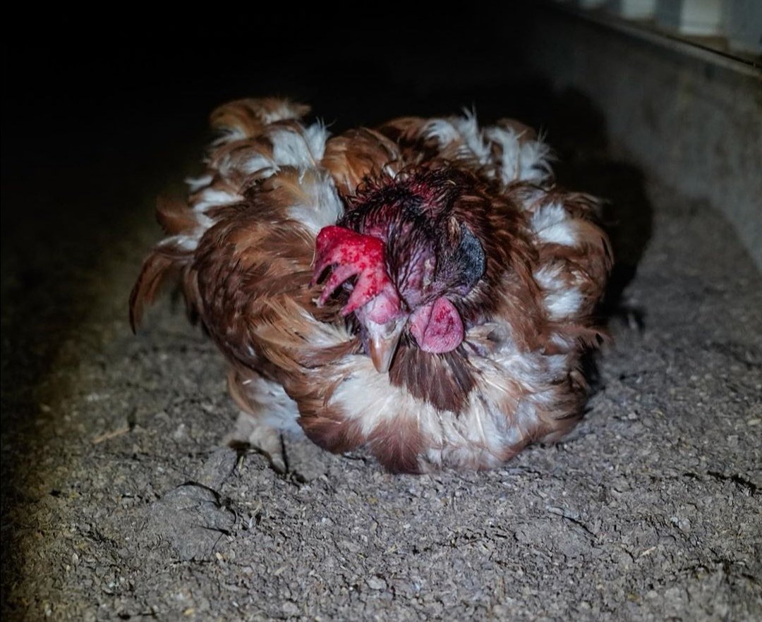shakirafree's tweet photo. Loving animals means not using them. Using them is exploitation. The egg industry exploits female bodies, this is wrong no matter how it is packaged and delivered to you. Investigators always reveal the truth on ALL FARMS. #FREERANGE #VETNURSE #EGGS #HOADSFARM https://t.co/FYsYnmWheG